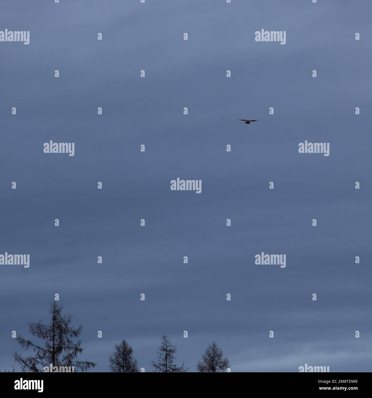Foto quadrata di un falco (Falco tinnunculus) in volo statico, il cielo è sovrastato. Foto Stock