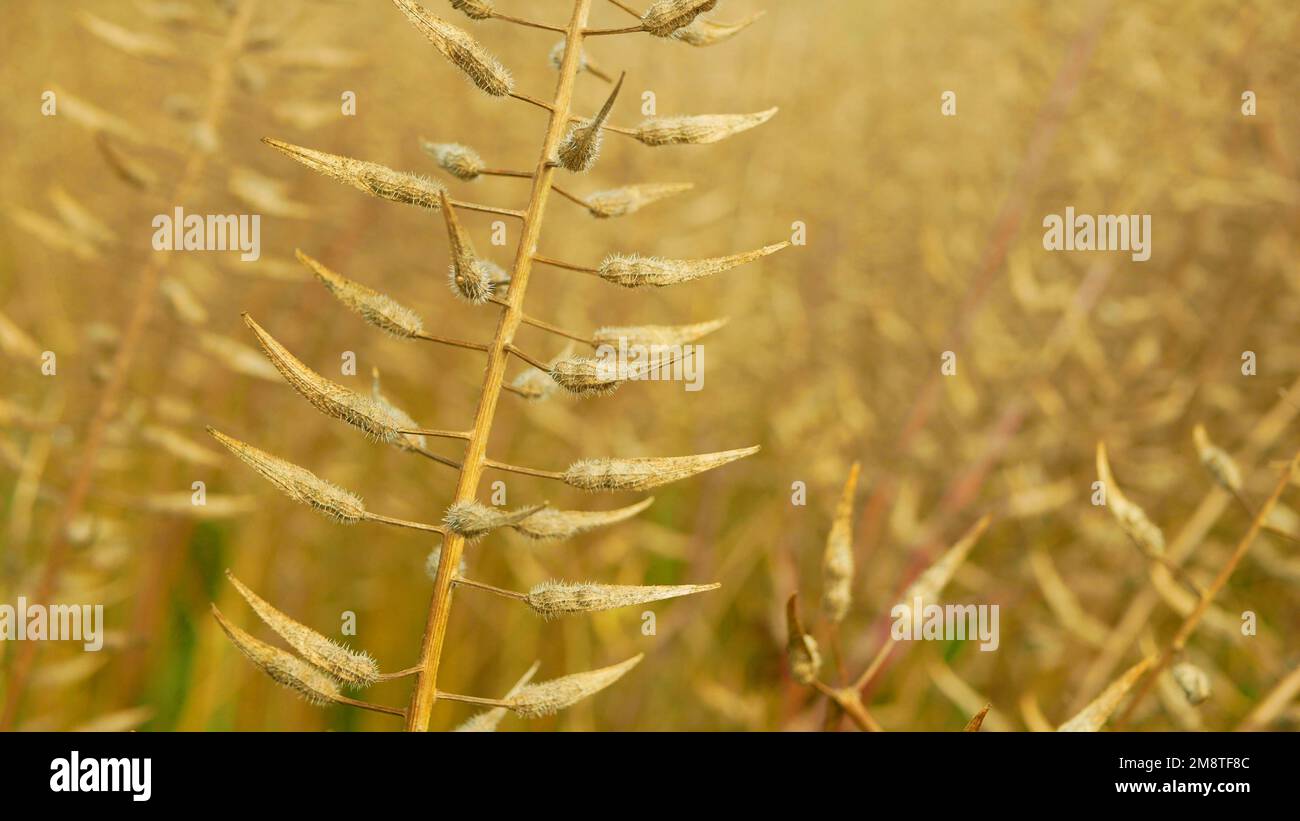 Senape semi bianchi giallo bio primo piano spezie piante essiccate Sinapis alba dettaglio primo piano biologico, campo, azienda agricola bio agricoltura biologica francese, clima del suolo ch Foto Stock