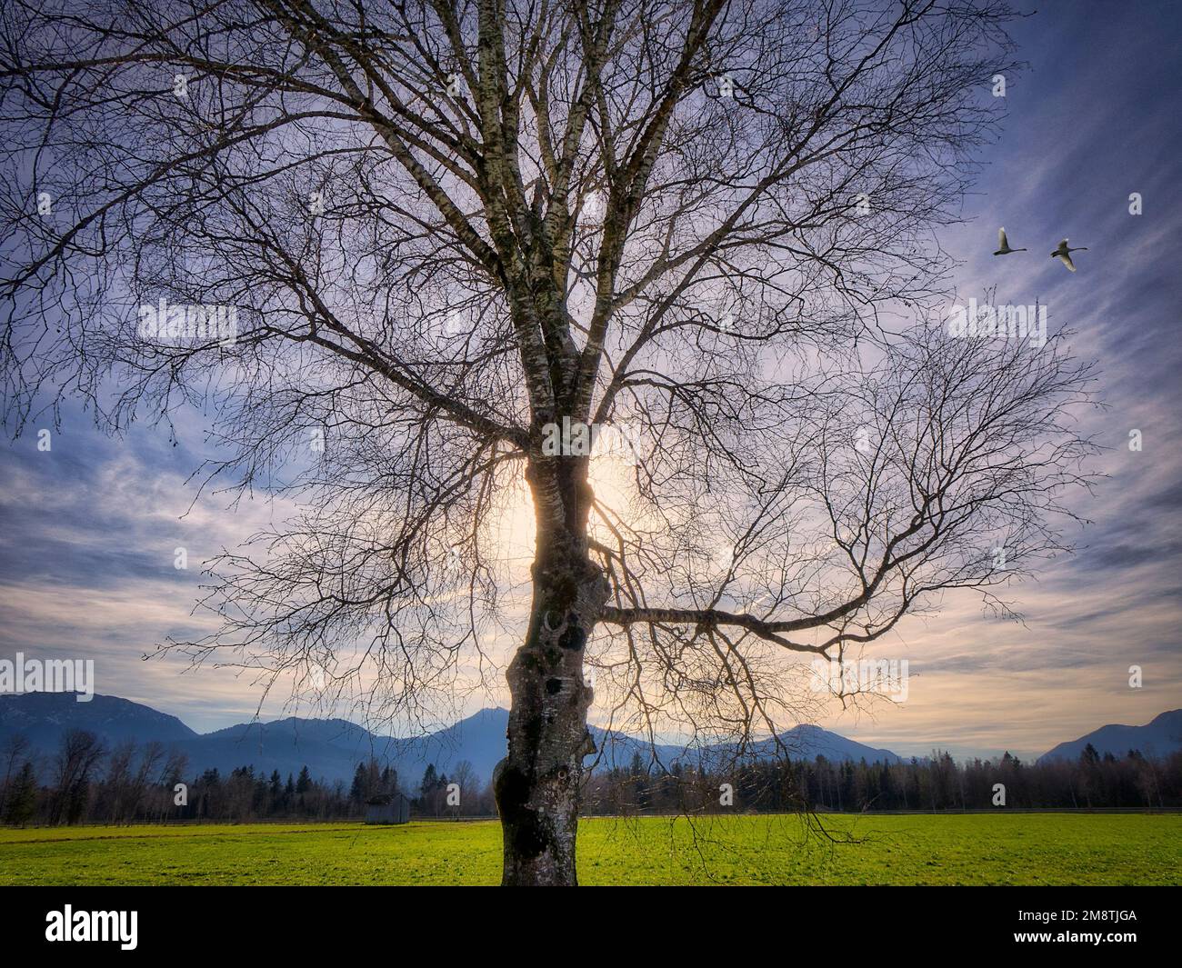 DE - BAVIERA: Loisach Moor vicino a Benediktbeuern, Oberbayern Foto Stock