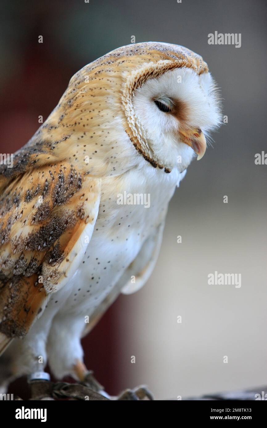 Chouette effraie. Les Aigles des Remparts. Fauconnerie. Provini. Senna e Marna. Francia. / Barn Owl. Le aquile dei bastioni. Falconeria. Provini. Se Foto Stock