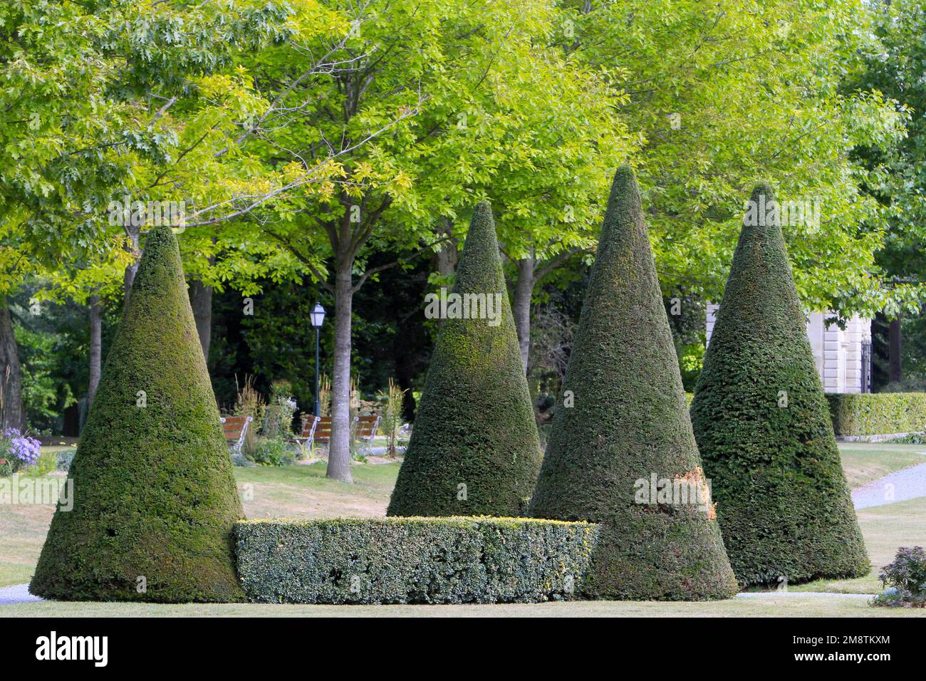 Thuyas. Jardin pubblico. Parc des Capucins. Coulommiers. Senna e Marna. Francia. / Thuyas. Giardino pubblico. Parco Cappuccino. Coulommiers. Senna e Marna. FR Foto Stock