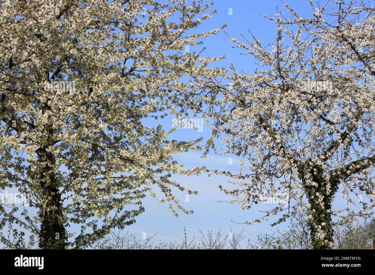 Arbres en fleurs au printemps. Crécy-la-Chapelle. Senna e Marna. Francia. Europa. / Alberi fioriti in primavera. Crécy-la-Chapelle. Senna e Marna. Fran Foto Stock