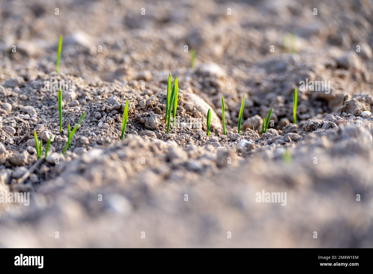 Giovani piante di grano invernale. Raccolto di grano giovane in un campo. Campo di grano giovane, orzo, segale. Grano verde giovane che cresce nel suolo. Foto Stock