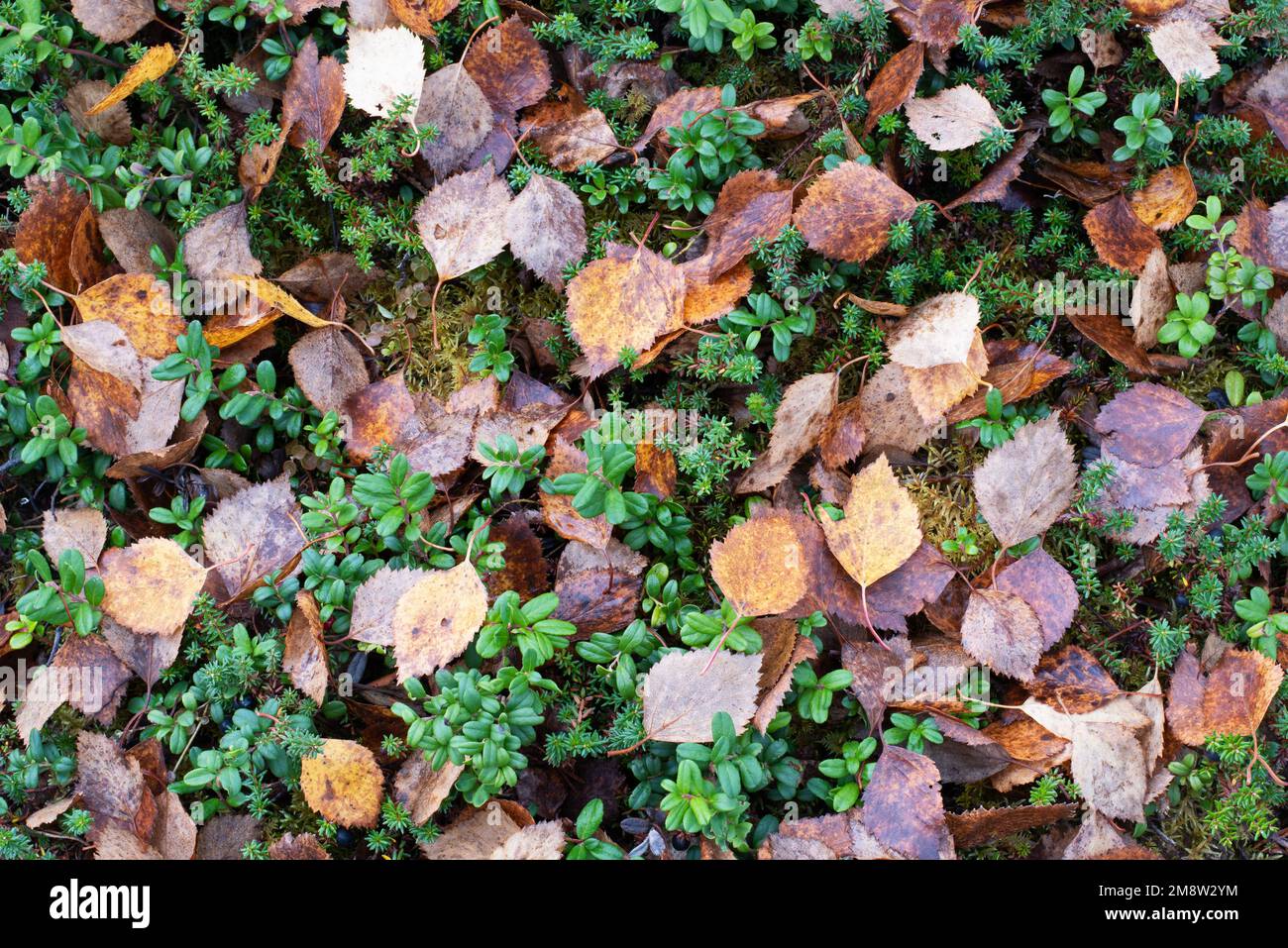 Tipico mix di foglie autunnali e flora in Finlandia Foto Stock