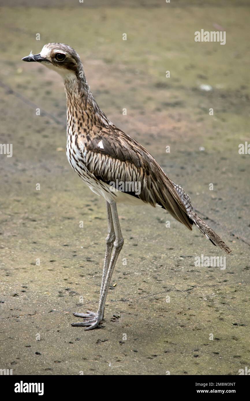 Il cespuglio di pietra-curlew o cespuglio spesso-kneed è un uccello grande, terra-dimora endemic all'Australia. E' marrone e bianco Foto Stock