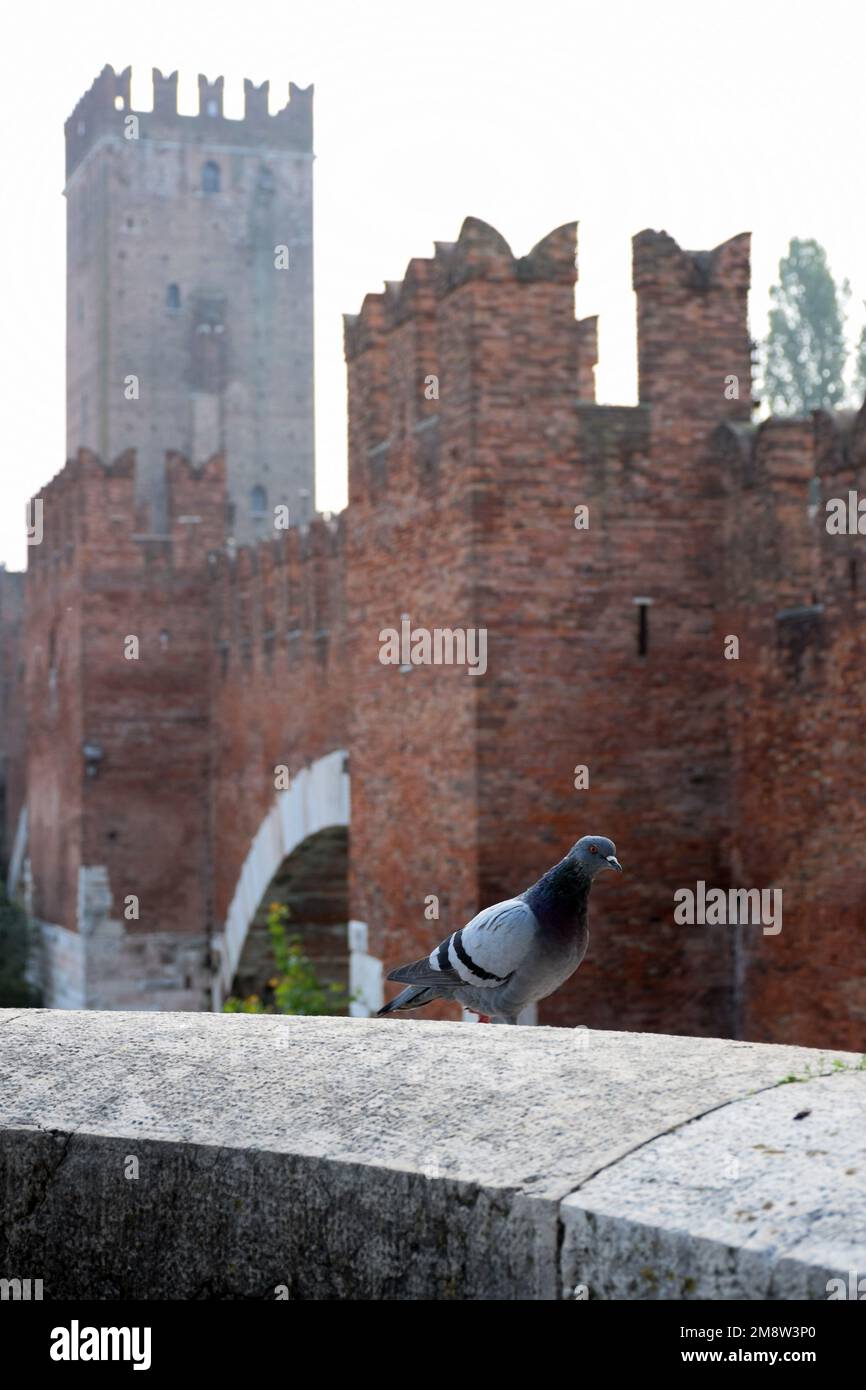 Un piccione si siede su una ringhiera sullo sfondo di un'antica fortezza con torri Foto Stock