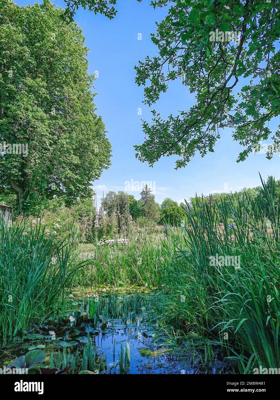 giugno 15 2022 - un rigoglioso laghetto verde in europa più grande Rosarium in Sangerhausen Germania Foto Stock