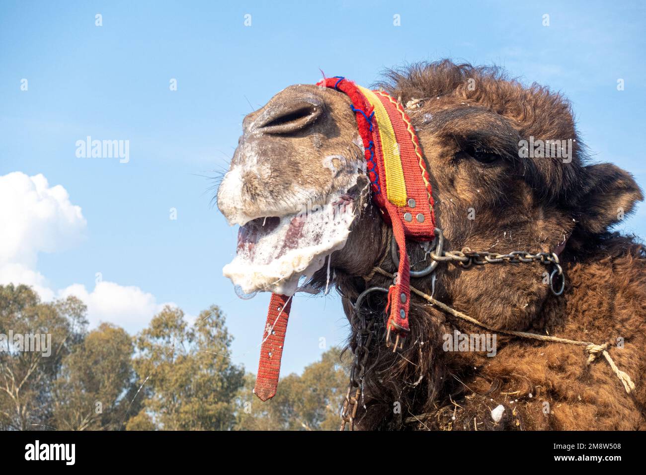 Primo piano di una testa di un cammello maschio con schiuma spessa sulla bocca. 2023° Campionato annuale di wrestling a Selcuk, Turchia Foto Stock