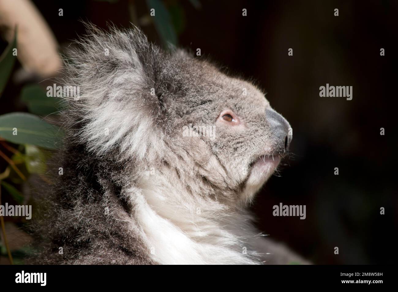 il koala è un marsupiale australiano. Vive sugli alberi di eucalipto Foto Stock