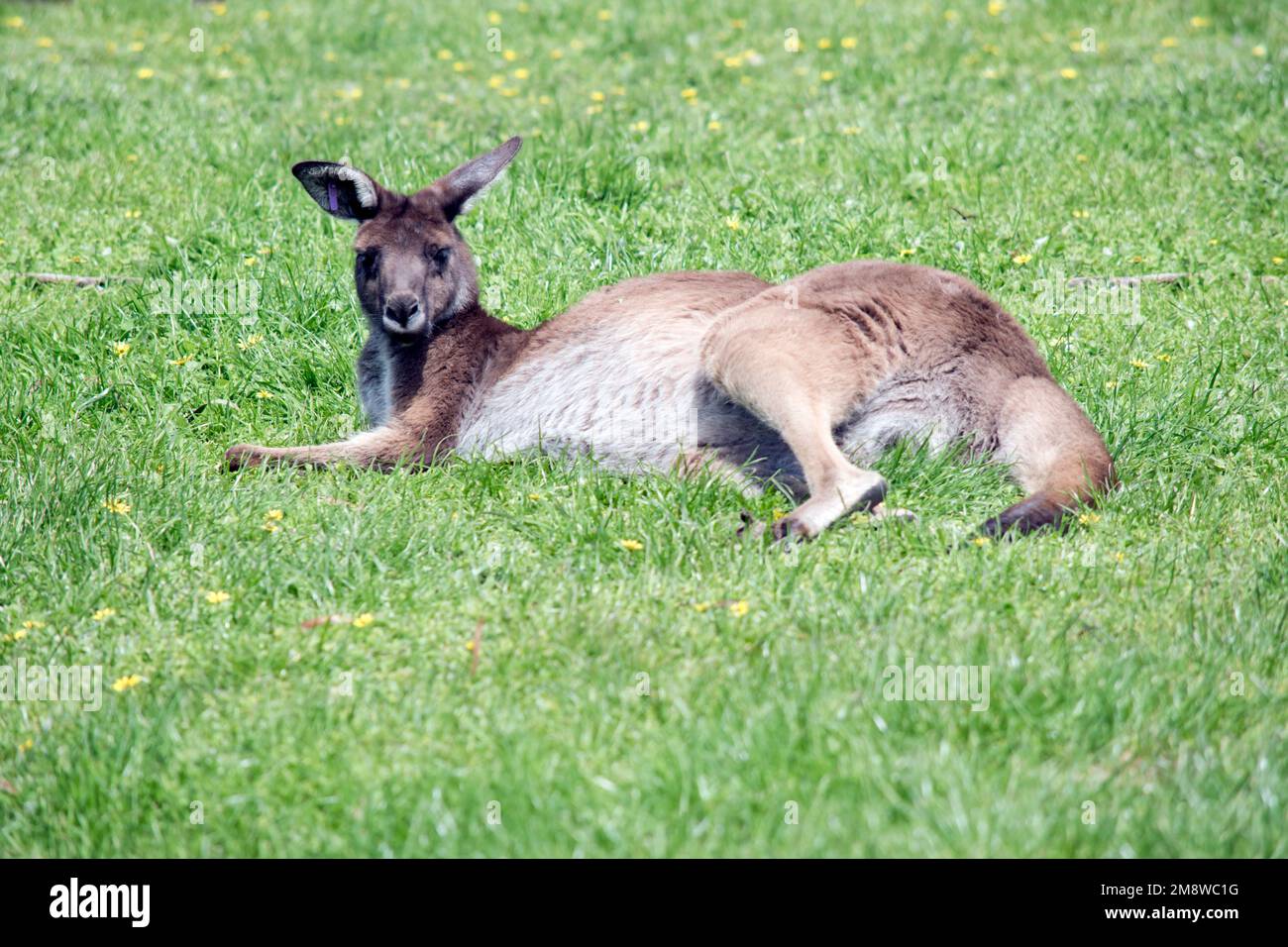 il canguro grigio occidentale riposa in un campo Foto Stock