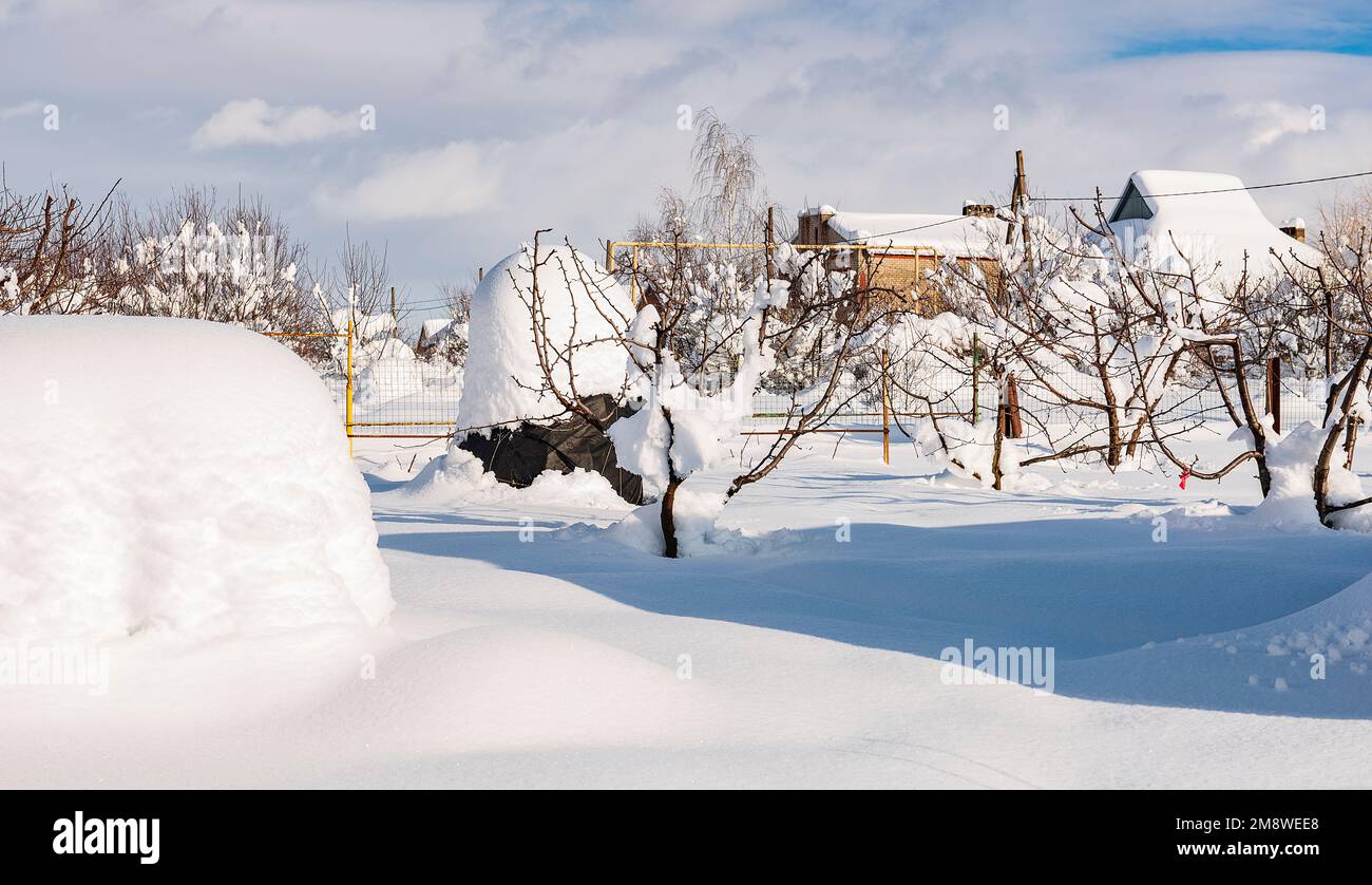 Un frutteto coperto di neve profonda Foto Stock