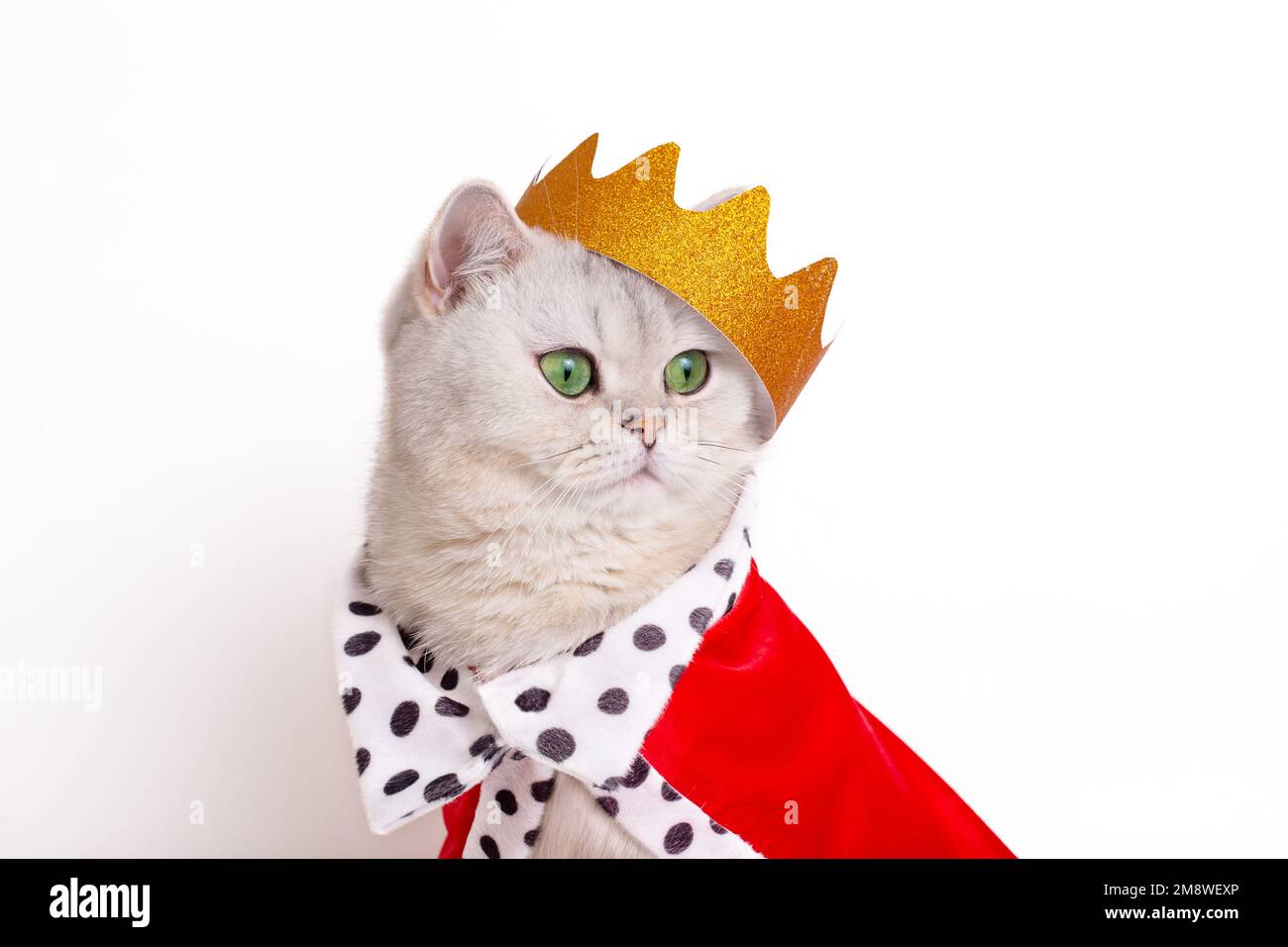 Divertente gatto bianco in una corona d'oro e mantello rosso su sfondo bianco Foto Stock