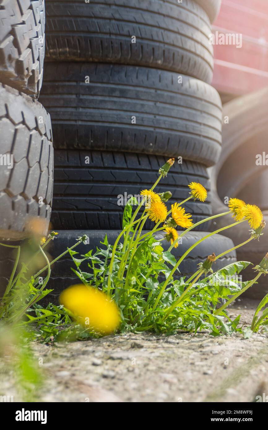 Catastrofica ecologica. Inquinamento ambientale. Vecchi pneumatici sono gettati via, fiori crescono nelle vicinanze. Il concetto di inquinamento della natura. Foto Stock