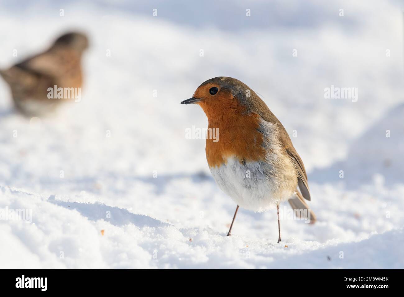 Un Robin (Erithacus rubecula) alla ricerca di cibo per terra in neve sotto un alimentatore in inverno sole Foto Stock