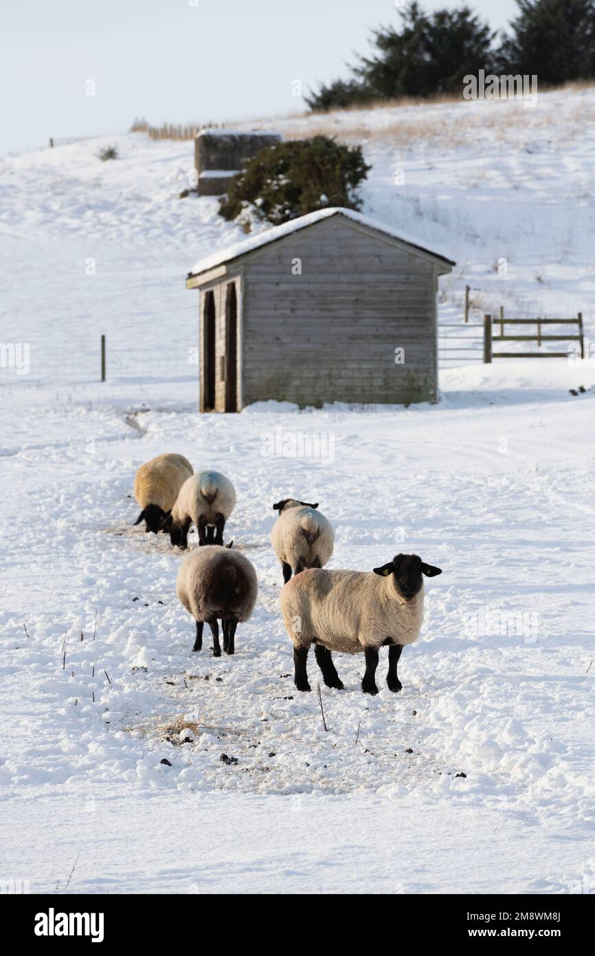 Suffolk Sheep (& One Blue Texel) in cerca di cibo in un Paddock innevato di fronte a un campo Shelter in inverno sole Foto Stock