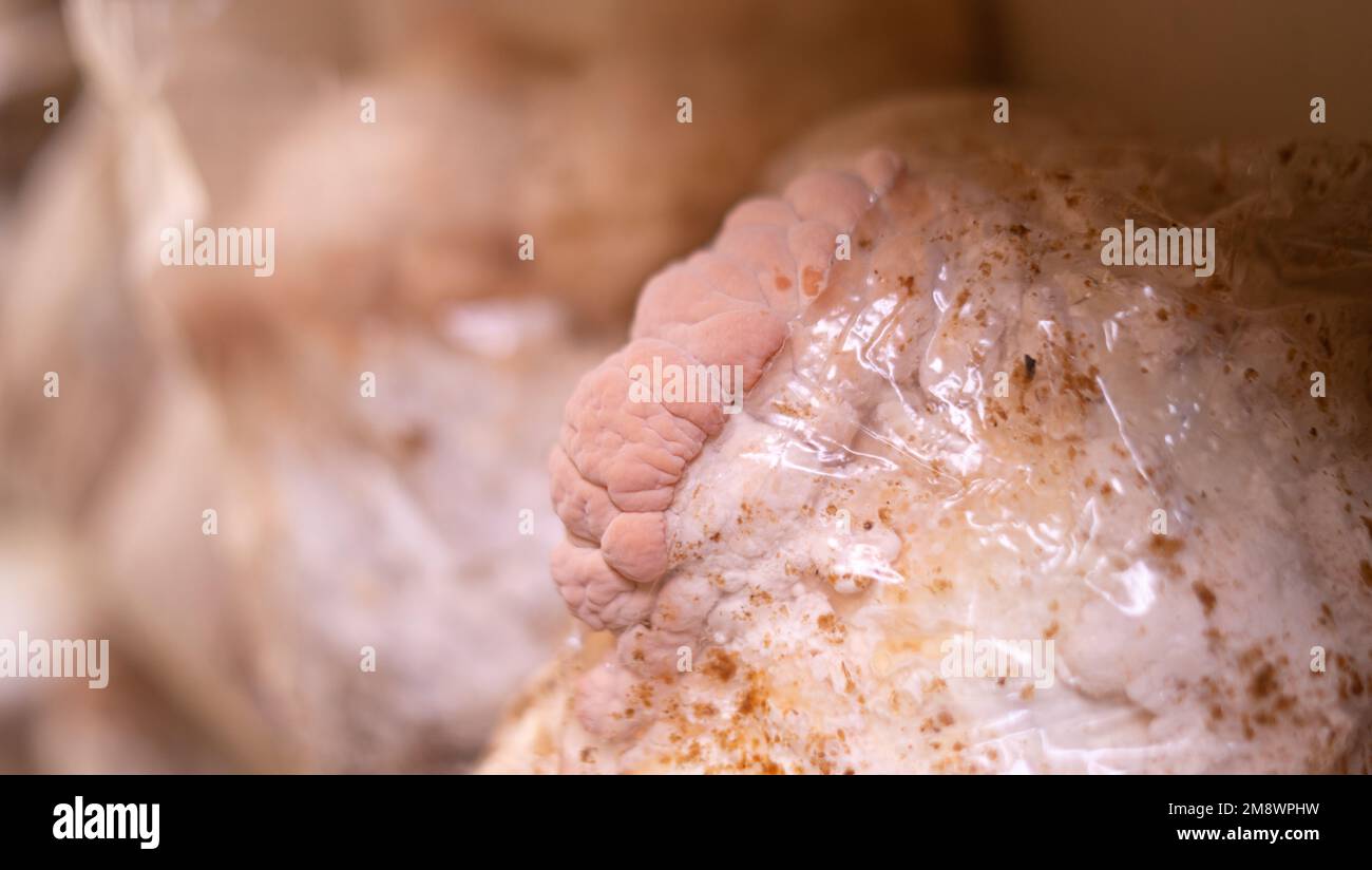 giovani funghi di criniera leone crescono in fattoria funghi Foto Stock