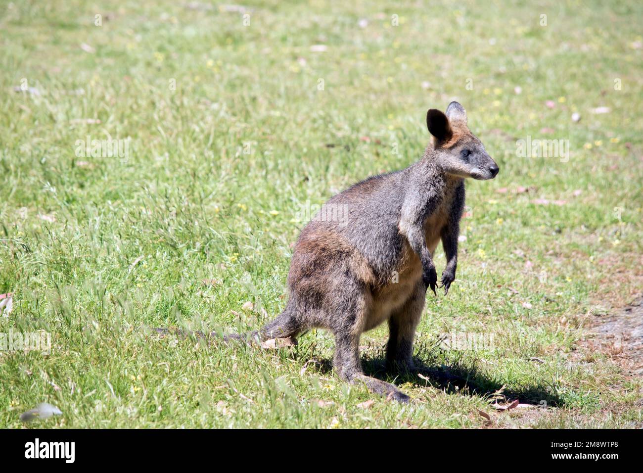 il wallaby della palude è un wallaby di medie dimensioni con un corpo grigio e un corpo tan una coda lunga Foto Stock