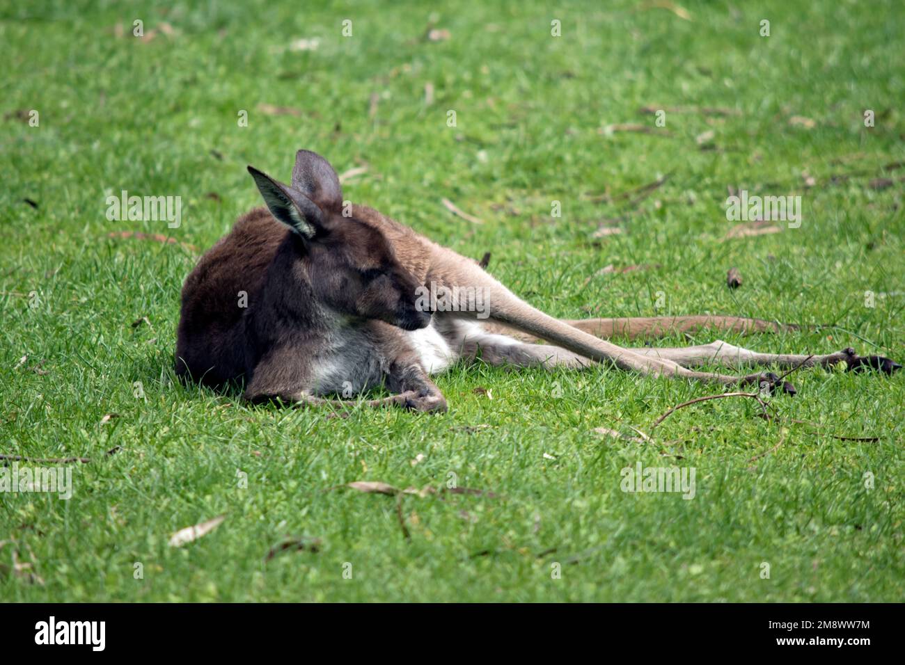 il canguro grigio occidentale riposa sull'erba Foto Stock