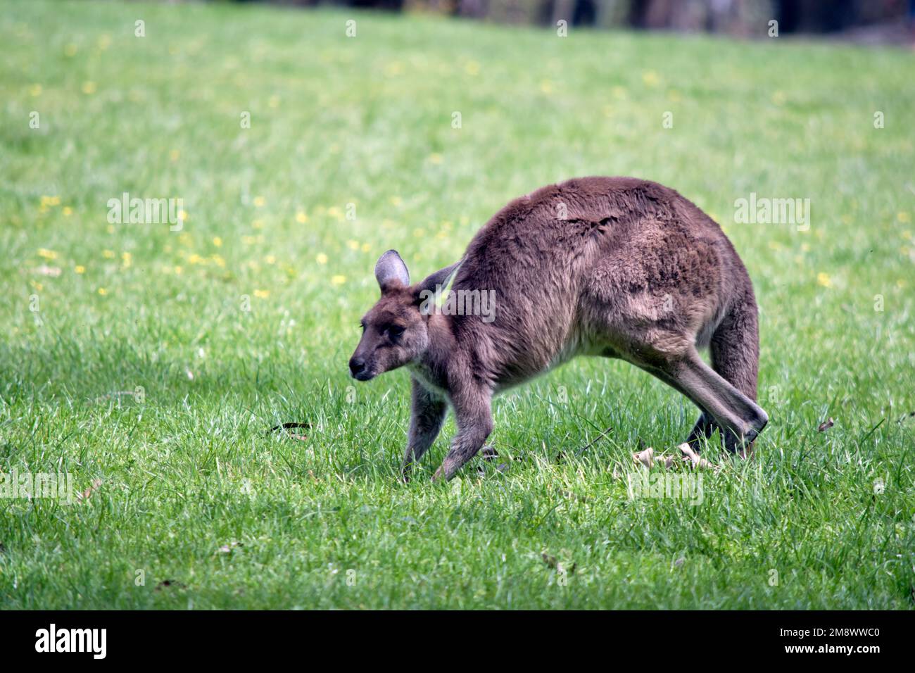 il canguro grigio occidentale si sta muovendo attraverso un campo Foto Stock
