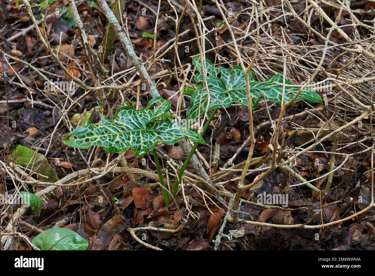Arum italicum, meglio conosciuto come Aro, Arum comune, fiore di primavera, foglie di fuoco, Trigontine. Fiore di primavera, foglie di fuoco, Trigontine. Foto Stock
