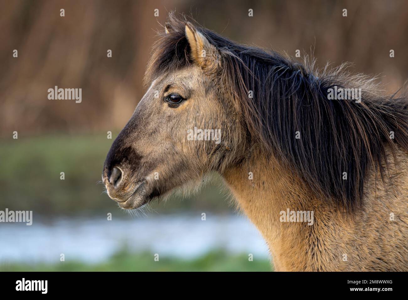 Konik Pony Equus ferus caballus ampiamente utilizzato per la conservazione del pascolo in una riserva naturale nel Norfolk nord-occidentale, Regno Unito Foto Stock