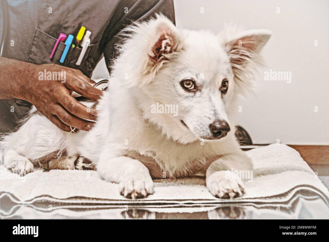 Presso l'ufficio veterinari - American Eskimo Spitz cucciolo giace su asciugamano sul tavolo esame in esame da parte di veterinario afroamericano con stetoscopio - annata Foto Stock