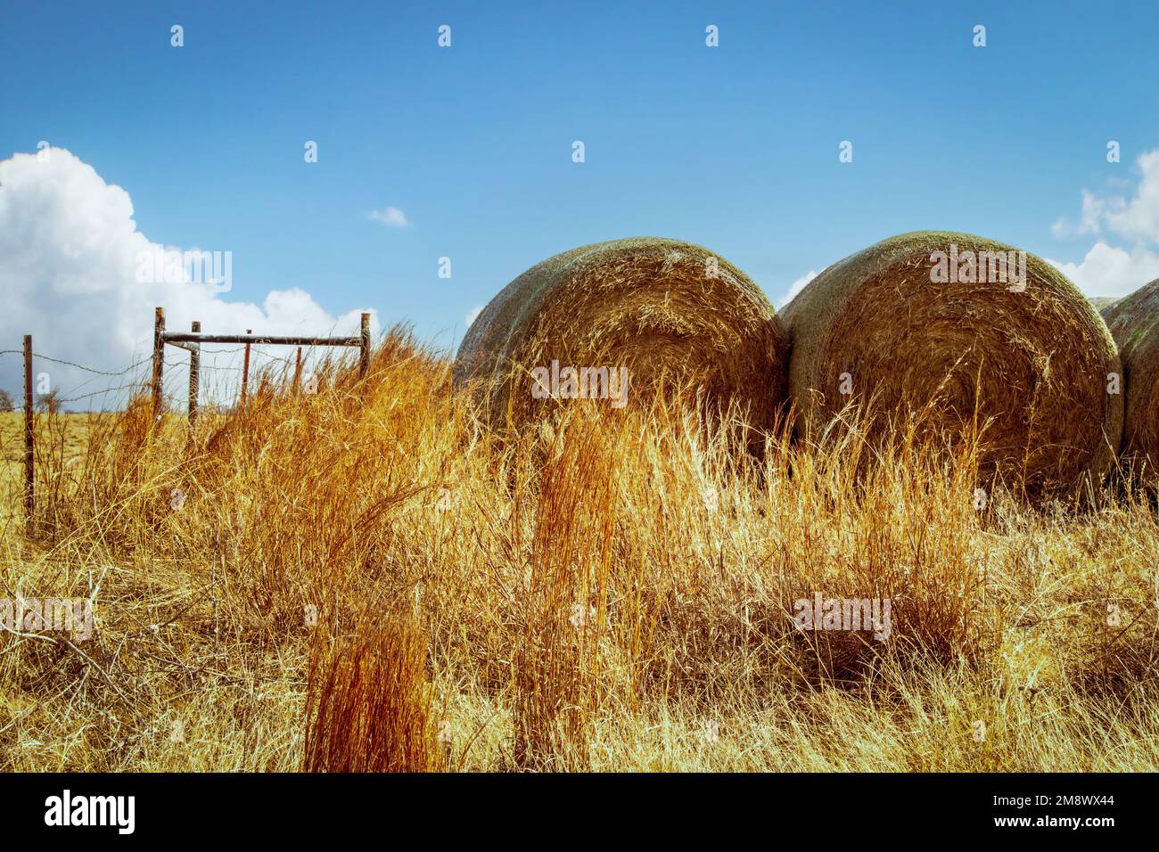 Grandi balle rotonde di fieno seduti in un angolo di hayfield con vecchia recinzione di filo rinforzato in un angolo da legno - stanza per la copia Foto Stock