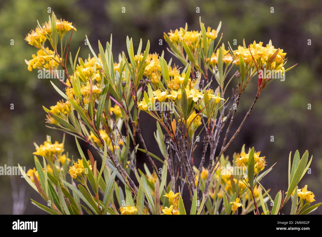 Australian Water Gum pianta in fiore Foto Stock