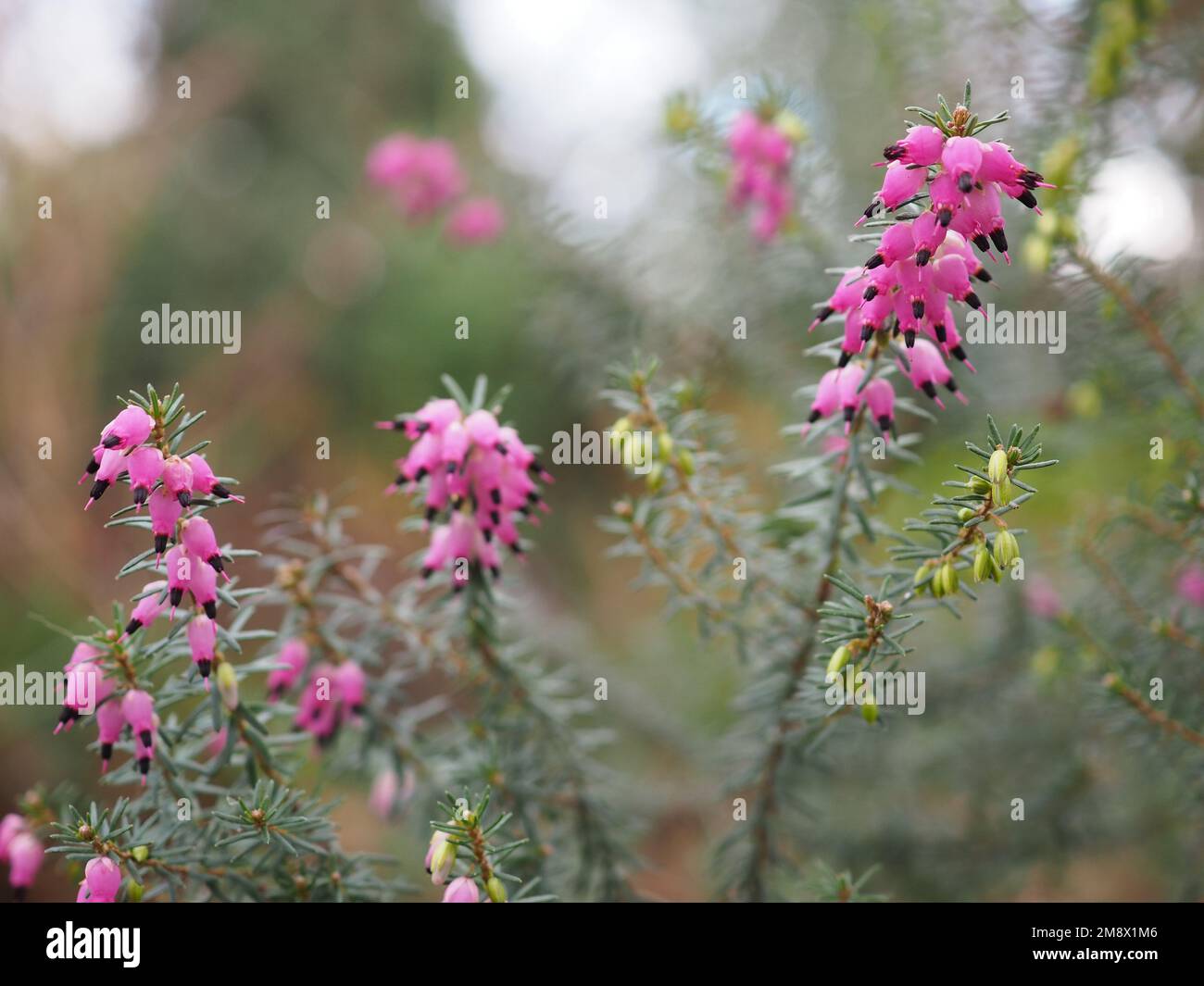 Primo piano di fiori rosa brillante Erica carnea (brughiera invernale) su uno sfondo sfocato Foto Stock