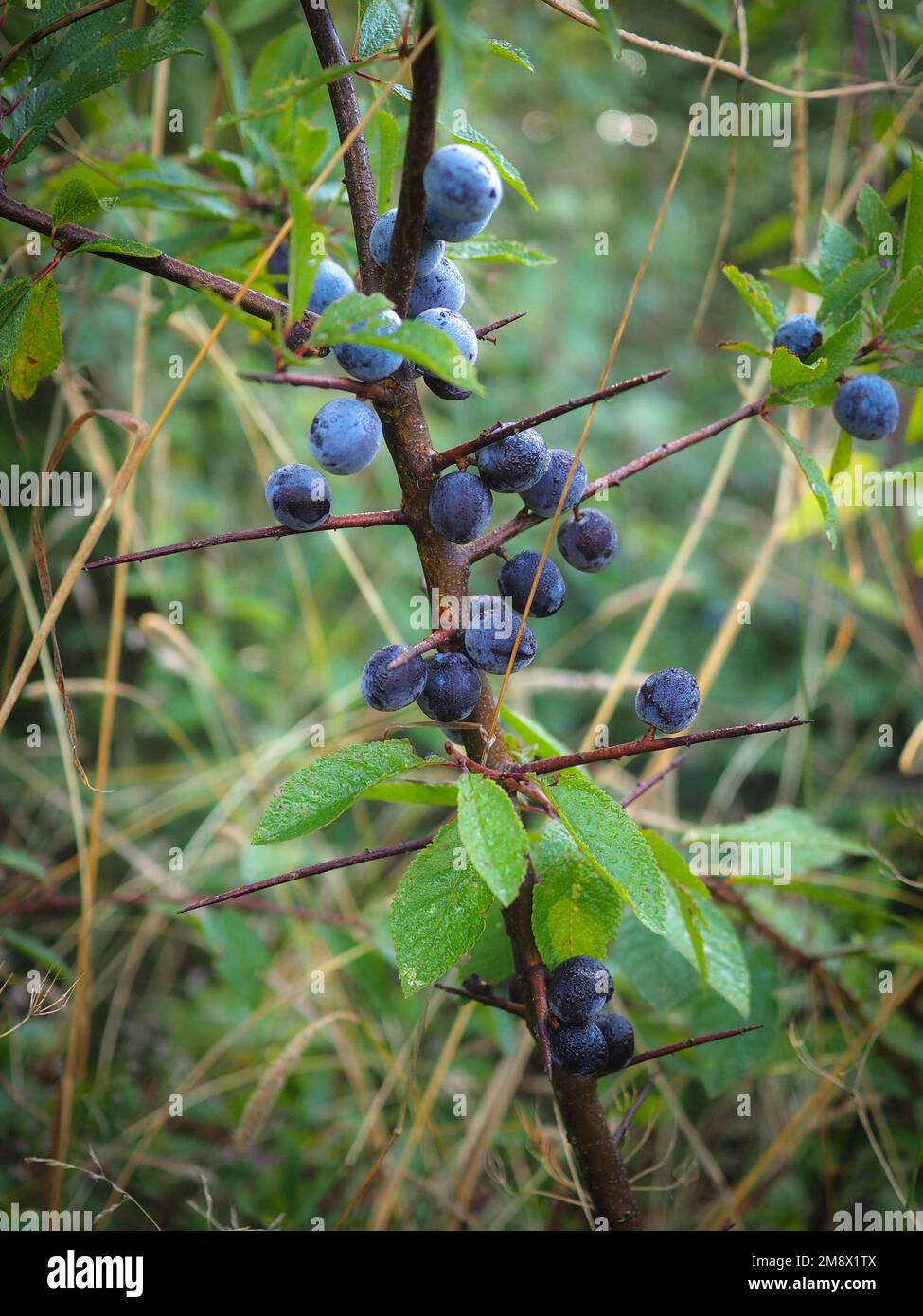 Prunus spinosa si dirama in autunno Foto Stock