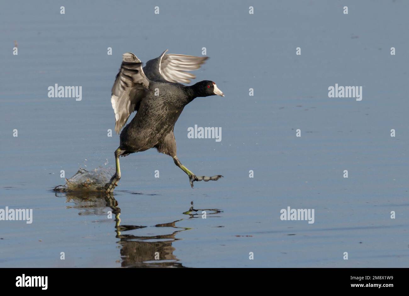 La folaga americana (Fulica americana) che corre sulla superficie dell'acqua dopo l'atterraggio, il Brazos Bend state Park, Needville, Texas, USA. Foto Stock
