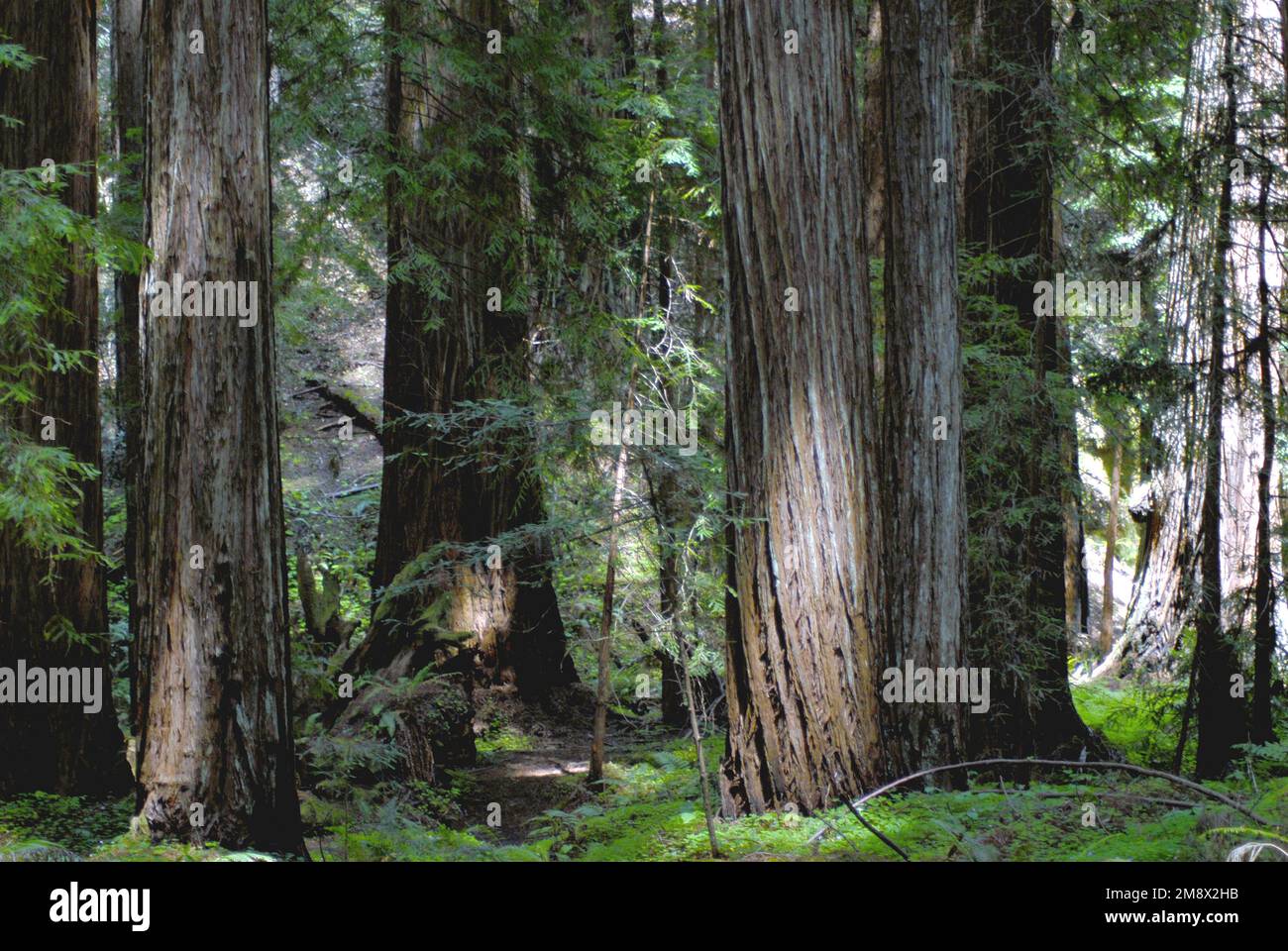 Gli alberi di sequoia (Sequoia sempervirens), gli alberi più alti sulla terra, possono svilupparsi per essere oltre 300 piedi alti. Questi vicini a Eureka ne sono un ottimo esempio. Foto Stock