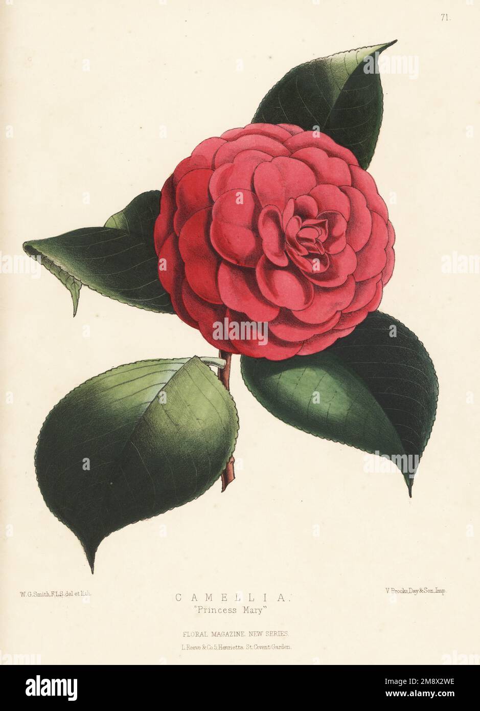 Camellia ibrida, principessa Maria. Cresciuto da John Salter, Versailles Nursery, Hammersmith. Illustrazione botanica a mano disegnata e litografata da Worthington George Smith da Henry Honywood Dombrain's Floral Magazine, New Series, Volume 2, L. Reeve, Londra, 1873. Litografia stampata da Vincent Brooks, Day & Son. Foto Stock