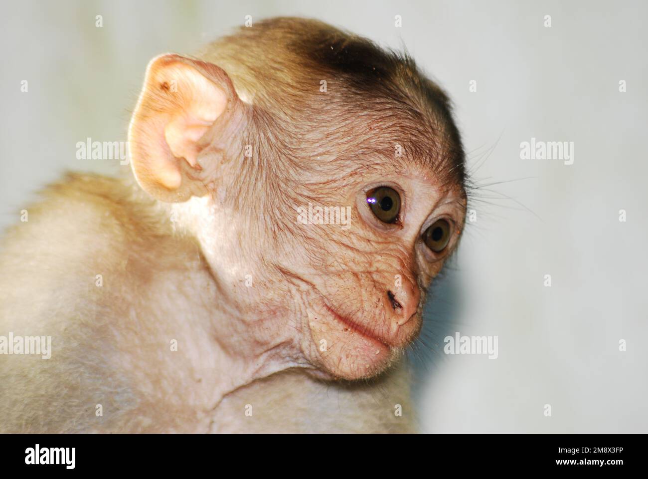 Scimmia del bambino Foto Stock