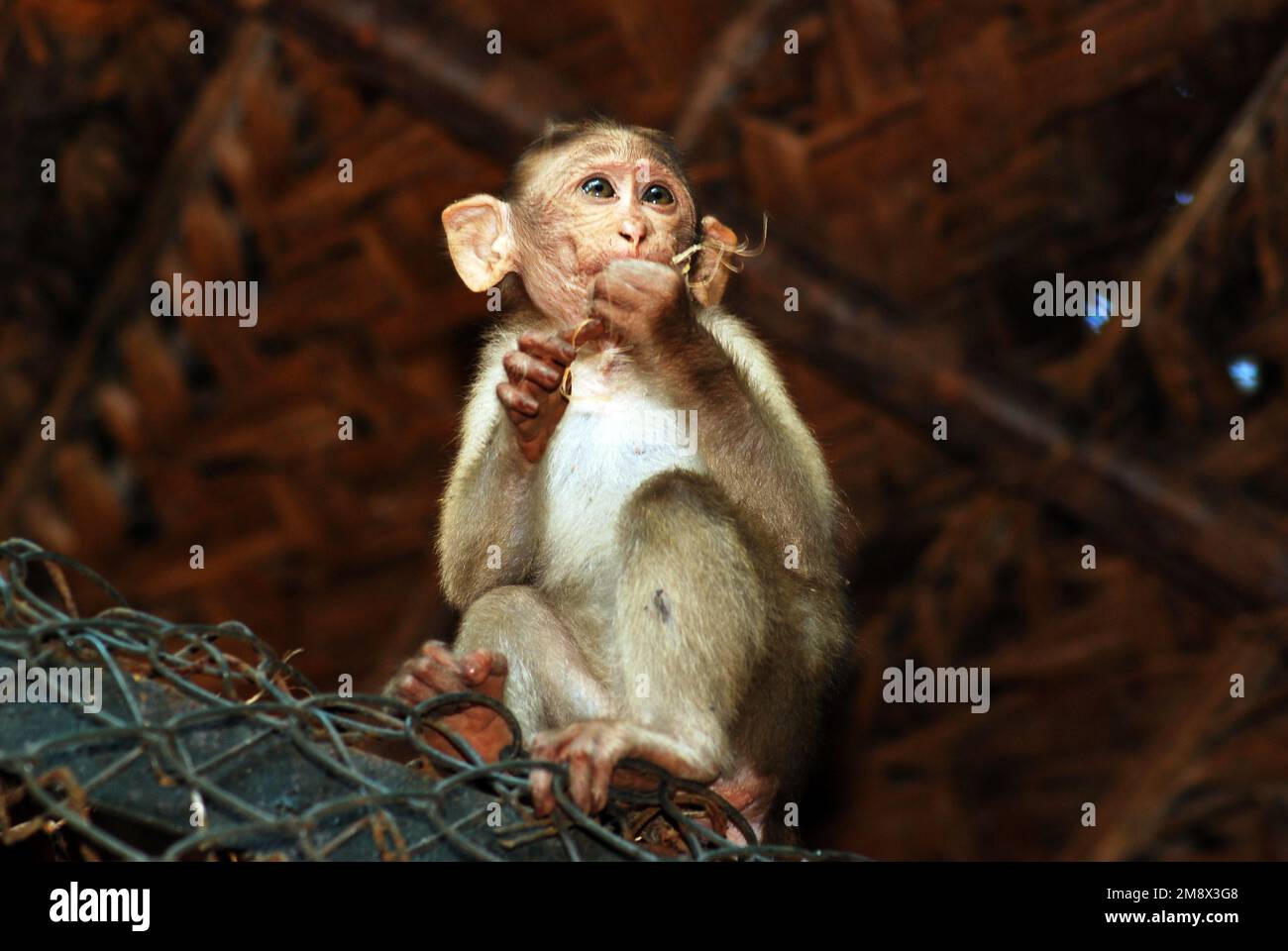 Scimmia del bambino Foto Stock