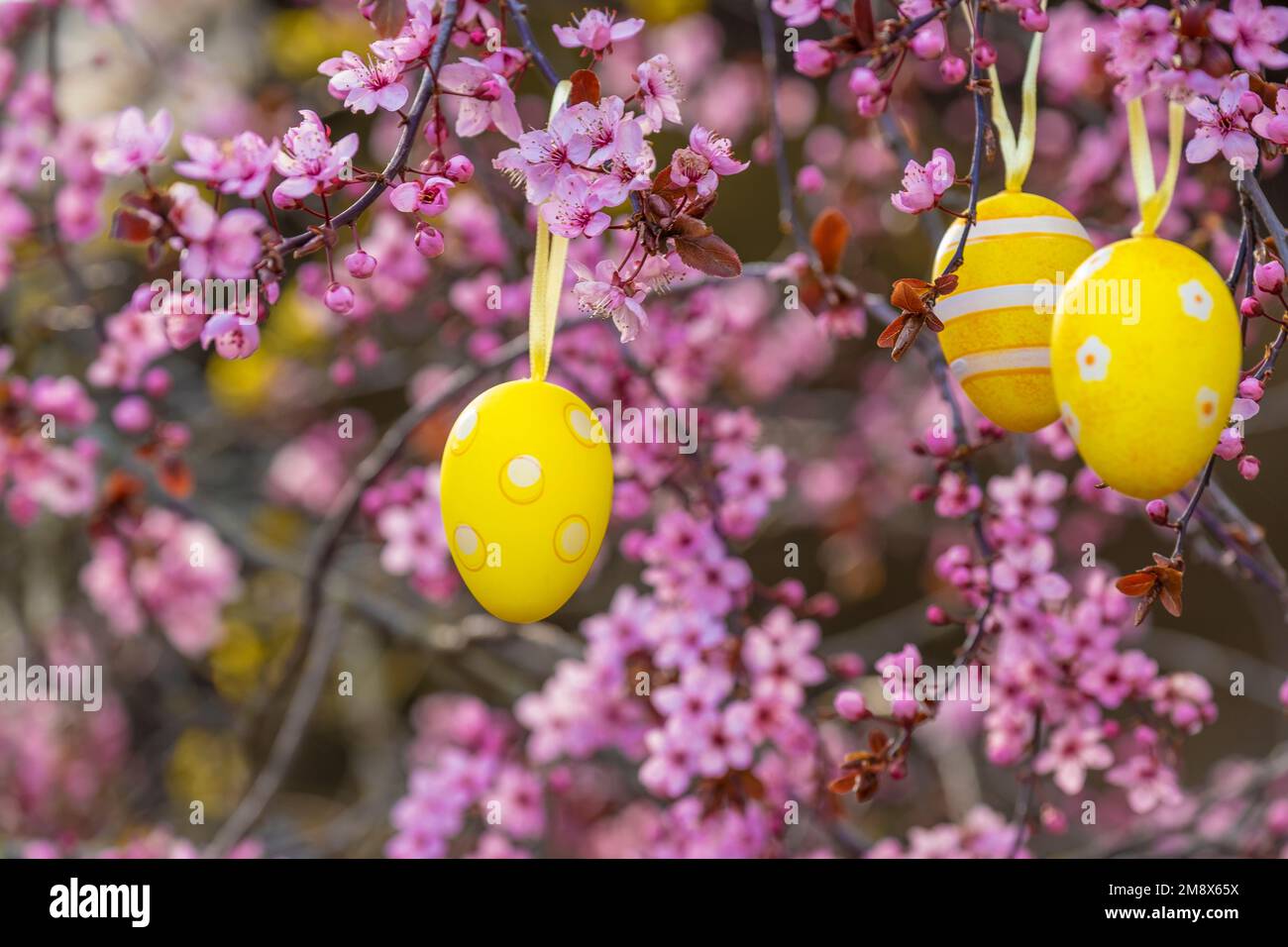Albero di Pasqua. Uova decorative sulla fioritura rosa branches.Spring festa religiosa. Foto Stock