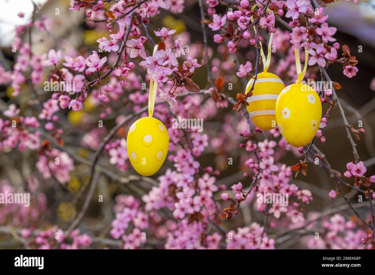 Decorazione dell'albero di Pasqua. Uova decorative su branches.Christian fioritura rosa e tradizione cattolica. Foto Stock