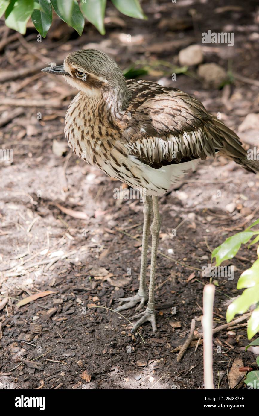 il riccio in pietra ha un dorso da grigio a marrone chiaro, segnato da macchie nere, buff e sottoparti bianche con striature scure e una banda nera che ru Foto Stock