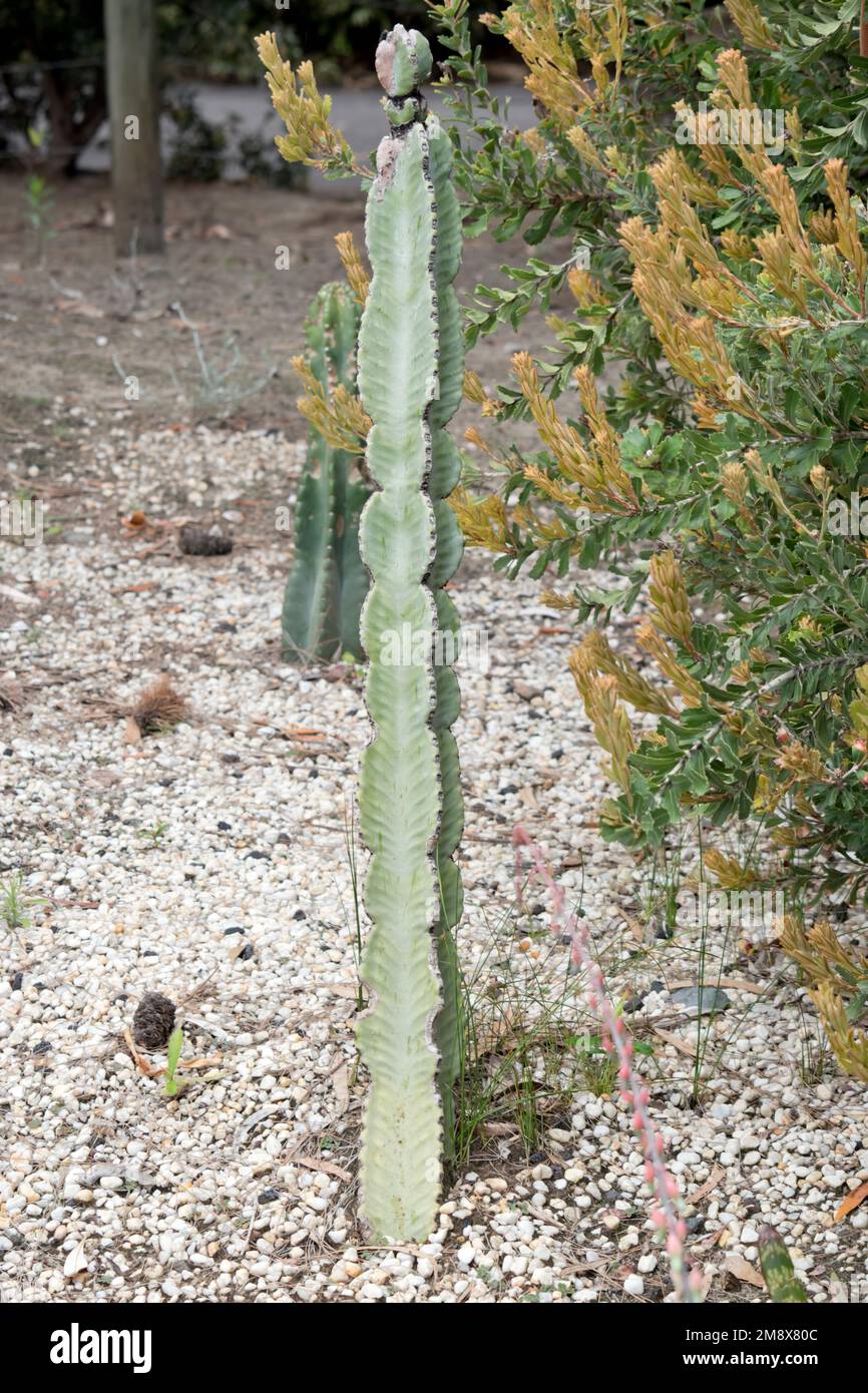 il cactus vive in climi asciutti e può sopravvivere senza molto wateer Foto Stock
