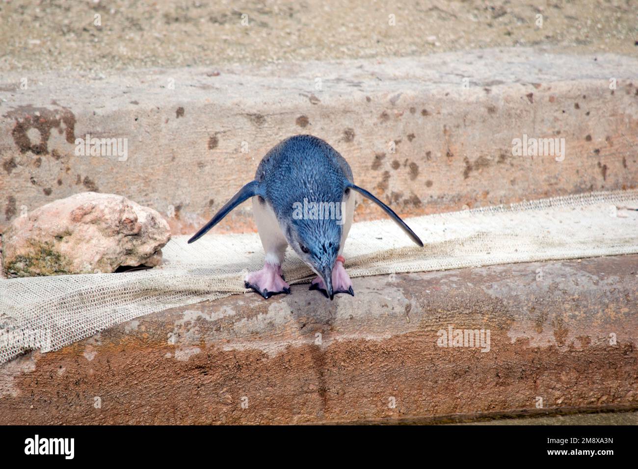 il pinguino delle fate sta tuffandosi nell'acqua Foto Stock