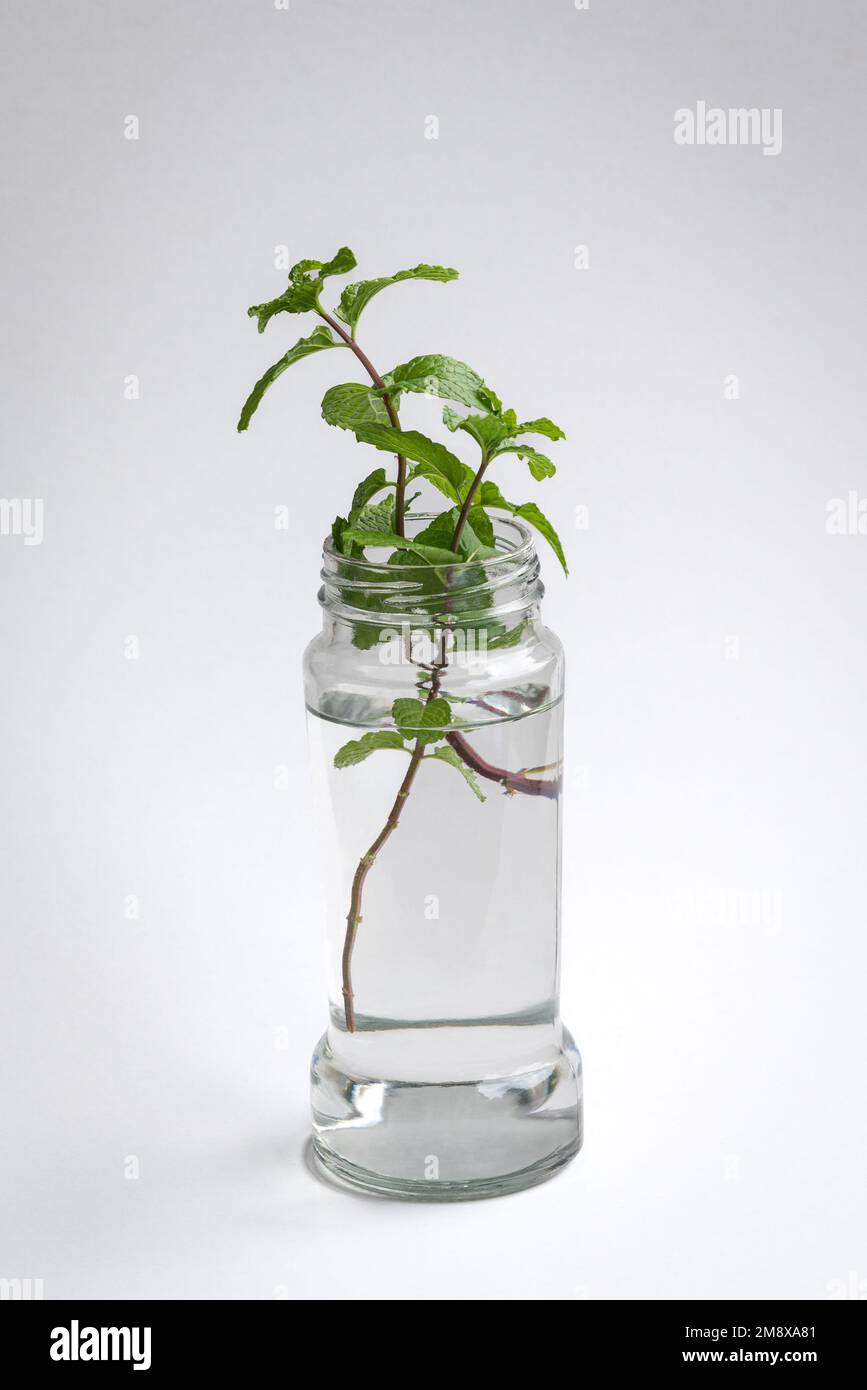 Foglia di menta in contenitore di acqua. Processo di propagazione. Su sfondo bianco. Foto Stock