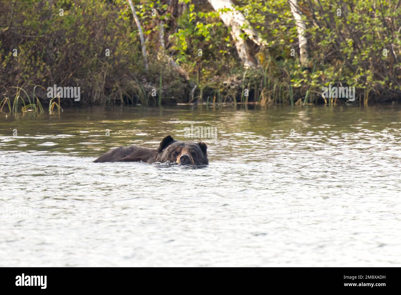 Un orso nero si raffredda in un lago Saskatchewan, Canada. Foto Stock