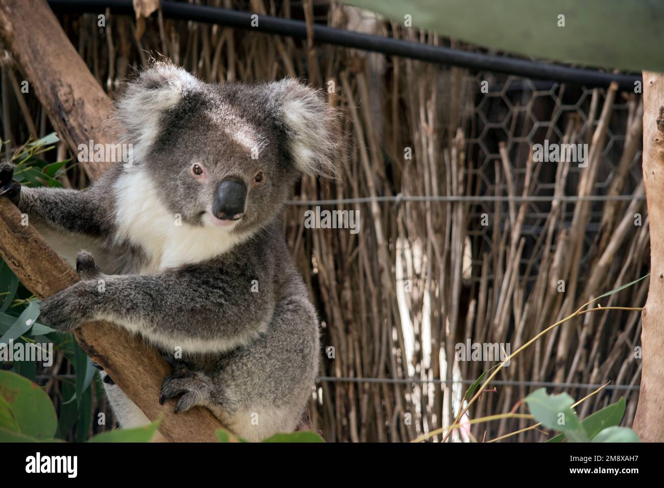 il koala è un marsupiale grigio con orecchie bianche e soffici. I koala possono arrampicarsi sugli alberi con i loro artigli affilati. Foto Stock