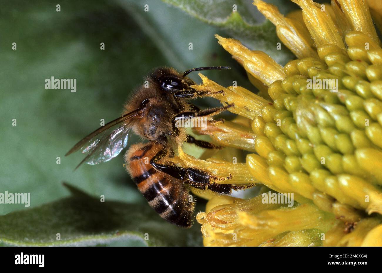 APE SU AMERICAN PAINTED LADY FIORE Foto Stock