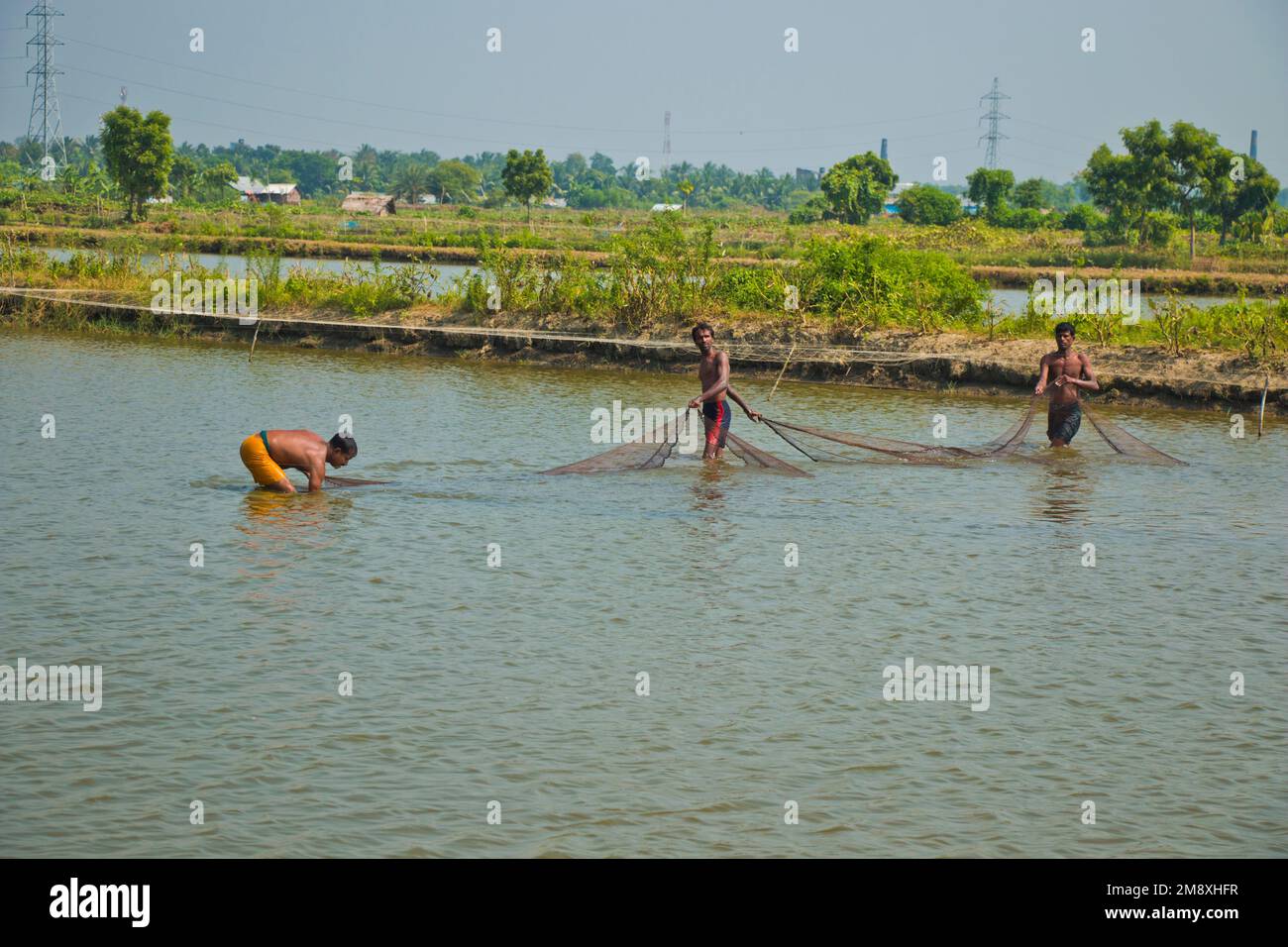 Gamberetti e gamberetti considerati come un oro bianco per gli agricoltori del Bangladesh meridionale come è la loro principale raccolta di denaro e fonte di cambio per il Foto Stock