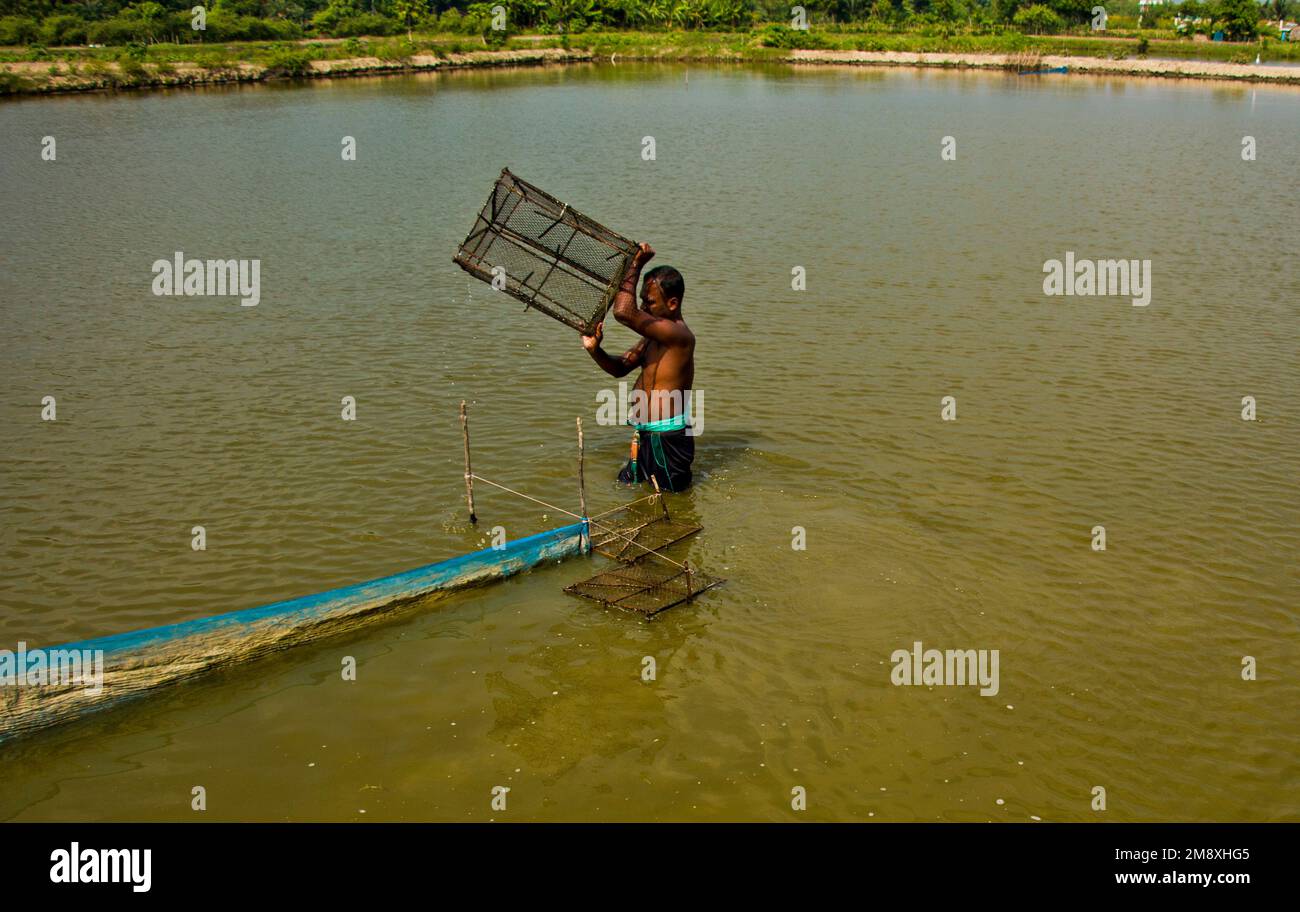 Gamberetti e gamberetti considerati come un oro bianco per gli agricoltori del Bangladesh meridionale come è la loro principale raccolta di denaro e fonte di cambio per il Foto Stock