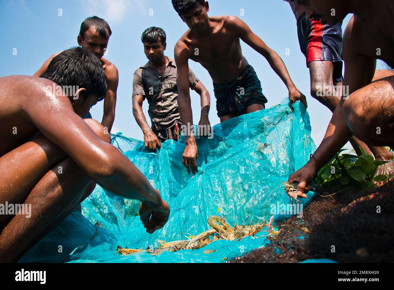 Gamberetti e gamberetti considerati come un oro bianco per gli agricoltori del Bangladesh meridionale come è la loro principale raccolta di denaro e fonte di cambio per il Foto Stock