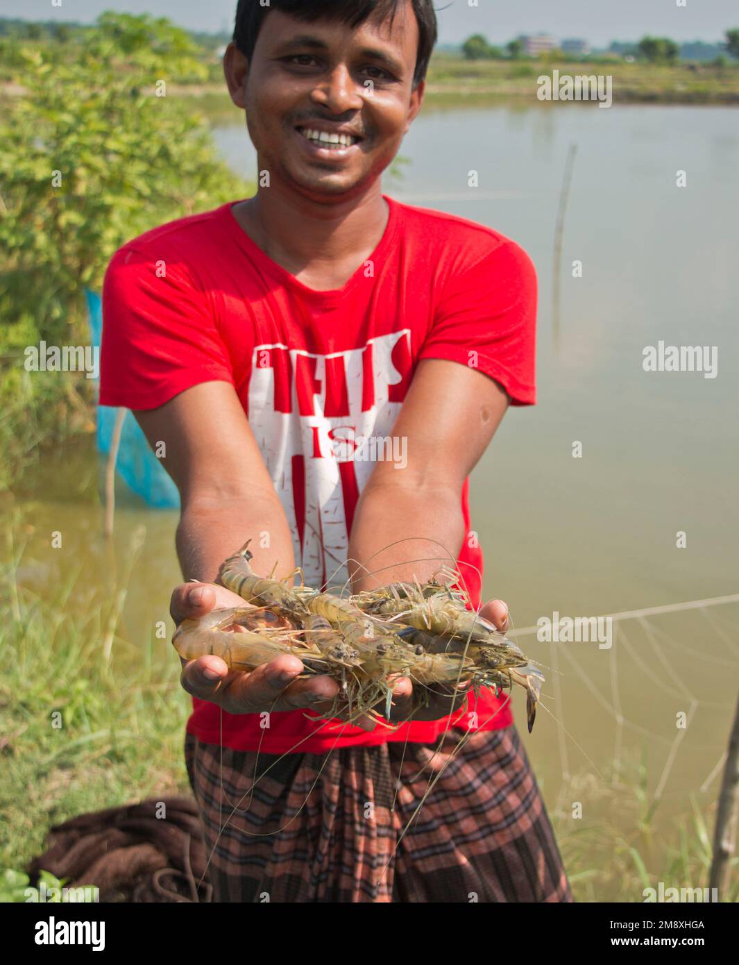 Gamberetti e gamberetti considerati come un oro bianco per gli agricoltori del Bangladesh meridionale come è la loro principale raccolta di denaro e fonte di cambio per il Foto Stock