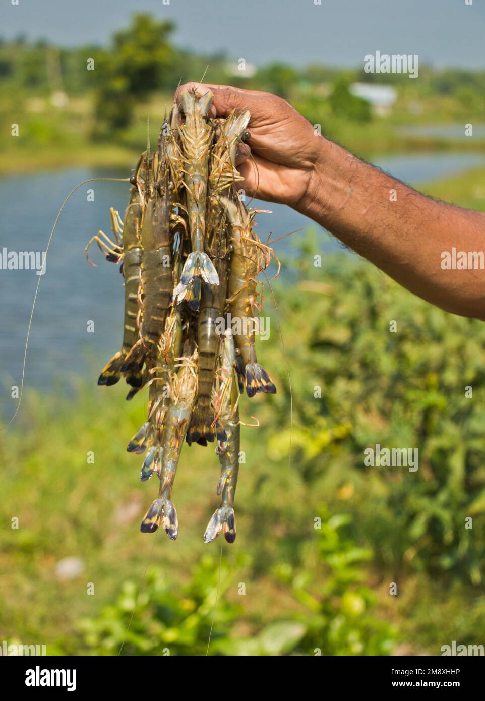 Gamberetti e gamberetti considerati come un oro bianco per gli agricoltori del Bangladesh meridionale come è la loro principale raccolta di denaro e fonte di cambio per il Foto Stock