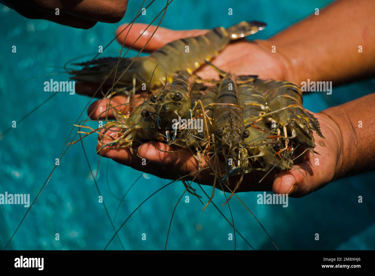 Gamberetti e gamberetti considerati come un oro bianco per gli agricoltori del Bangladesh meridionale come è la loro principale raccolta di denaro e fonte di cambio per il Foto Stock